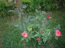 IMGP2174