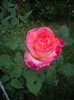IMGP2176