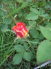 IMGP2177