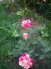 IMGP2179