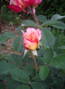 IMGP2181