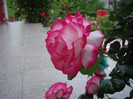 IMGP2185