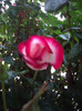 IMGP2187