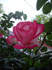 IMGP2188