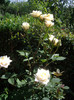 IMGP2341