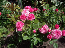 IMGP2348
