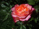 IMGP2366