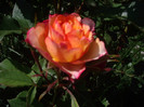 IMGP2367