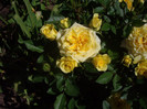 IMGP2370