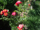 IMGP2373