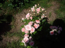 IMGP2375