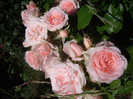 IMGP2379