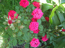IMGP2382