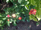 IMGP2399