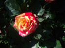 IMGP2402