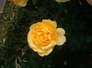 IMGP2451