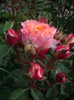 IMGP2454