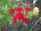 IMGP2458