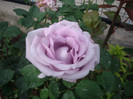 IMGP2469