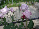 IMGP2472