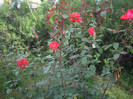 IMGP2479