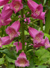 DSCN5586