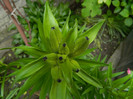 DSCN5594