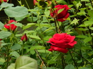 DSCN5622