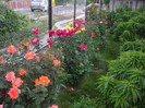 IMGP2519