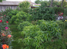 IMGP2520
