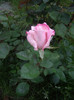 IMGP2526