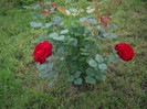 IMGP2531