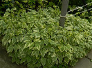 DSCN5678