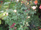 IMGP2541