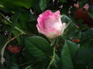IMGP2549