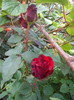 IMGP2552