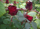 IMGP2554