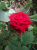 IMGP2555
