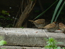 DSCN5723