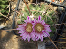 DSCF0106