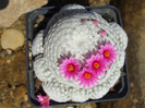 DSCF0115