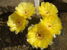 DSCF0337