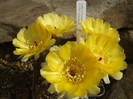 DSCF0339