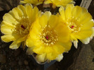 DSCF0342