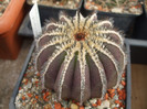DSCF0345