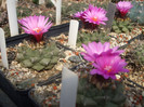 DSCF0351