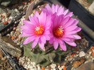 DSCF0352