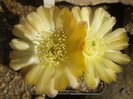 DSCF0354