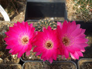 DSCF0361