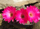 DSCF0363